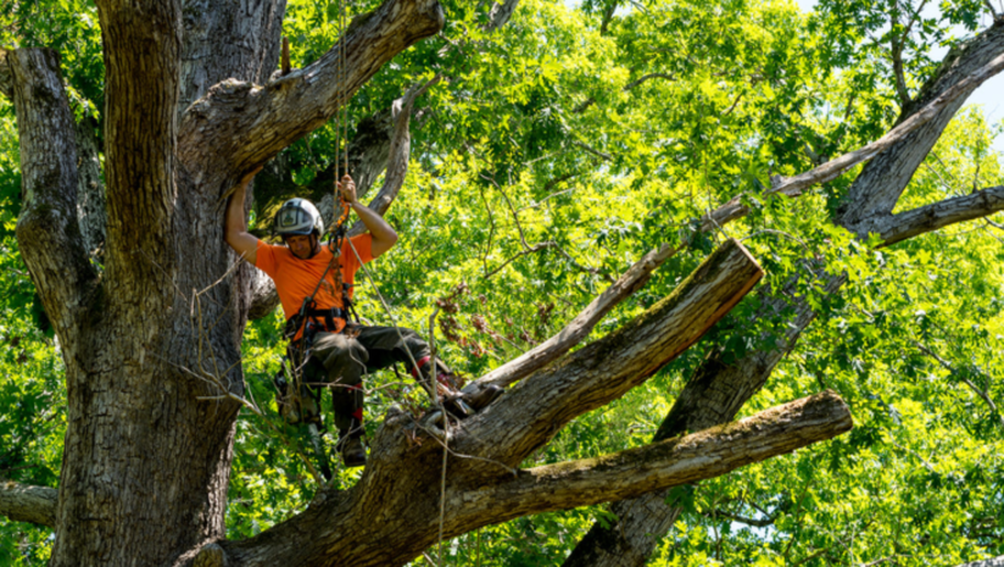 El podador de Emondage Sainte-Foy trabaja en lo alto de un árbol para realizar una poda.